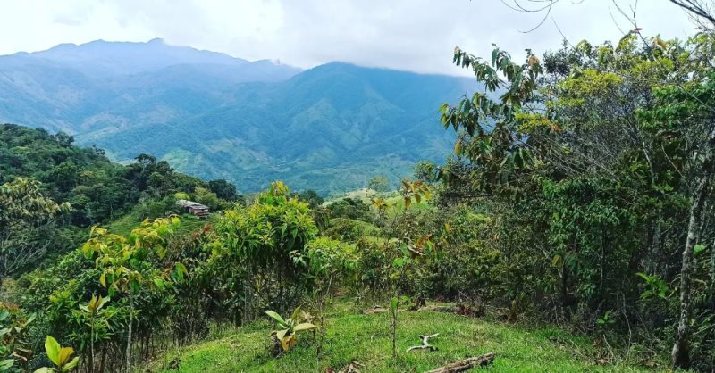 Terreno - SAN RAFAEL