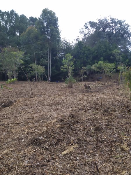 Terreno