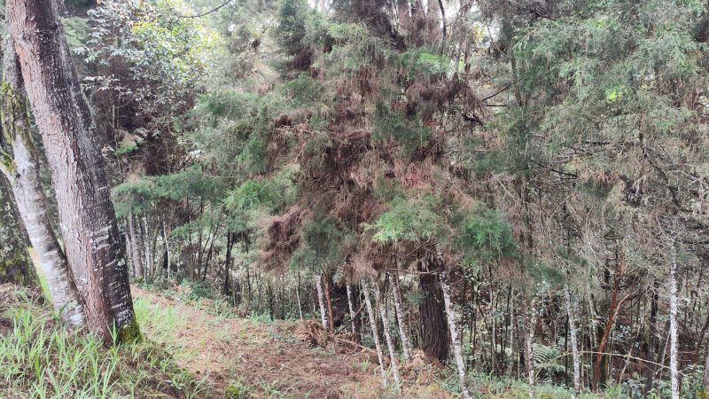 Terreno
