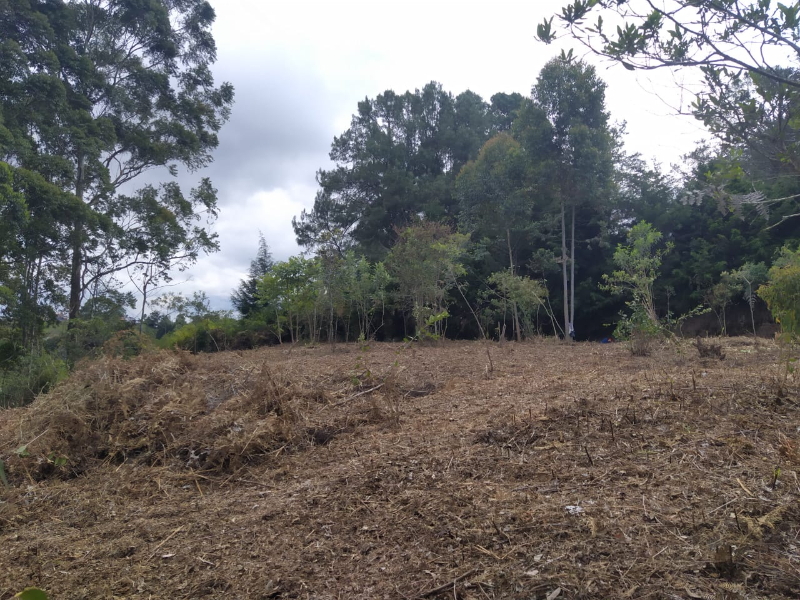 Terreno
